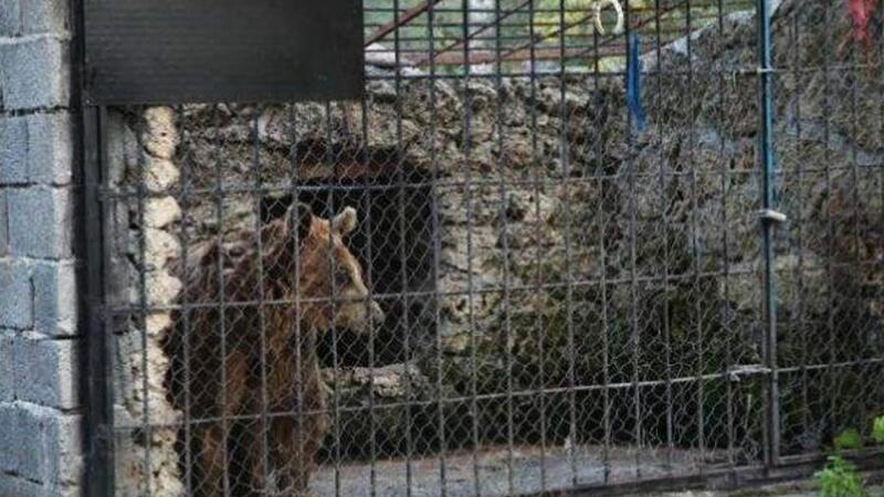 Restoranda 6 vəhşi heyvan saxlayanı nazirlik CƏZALANDIRDI