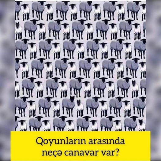 Qoyunların arasında necə canavar var?