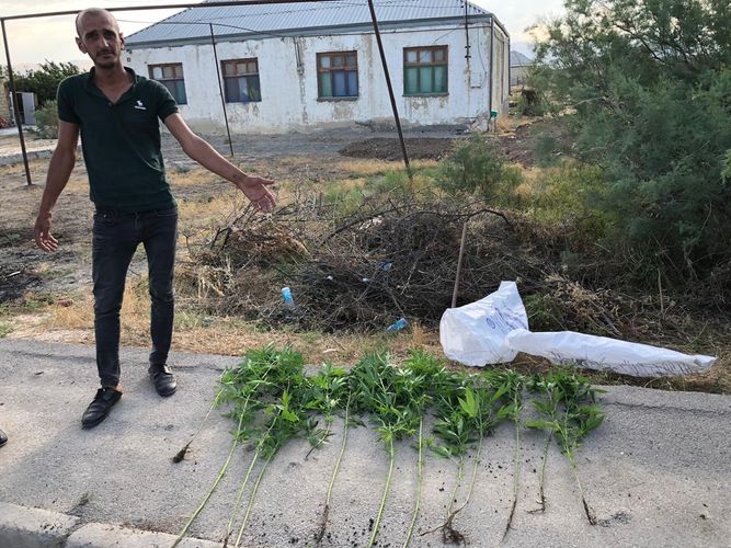 Həyətində narkotik becərən Xızı sakini saxlanılıb