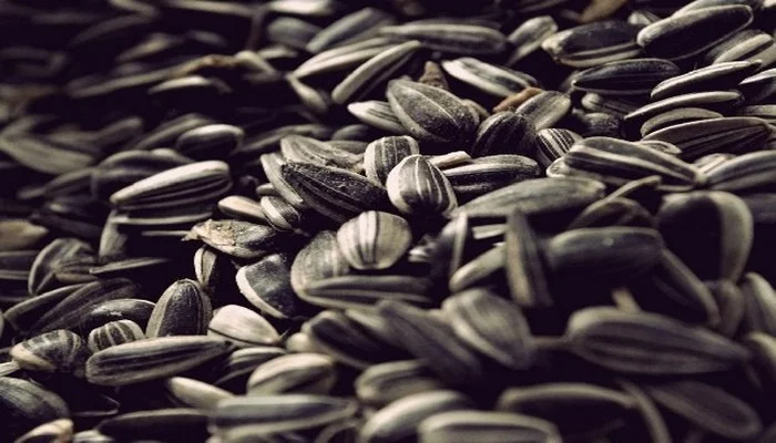 Günəbaxan tumu – kökəldir ya arıqladır?.. 