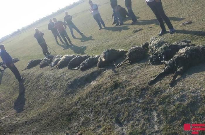 80 baş qoyun suda batıb, 17-si ölüb - VİDEO
