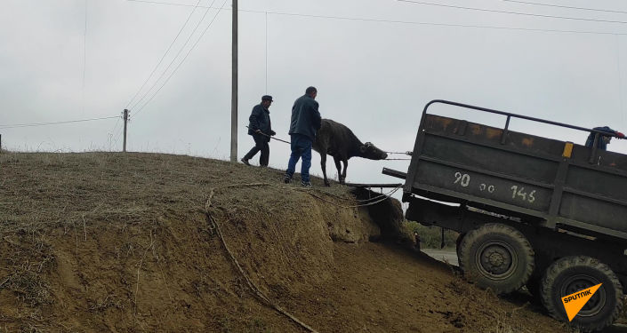 Ermənilərin son günləri: Donuzları,inəkləri ilə birlikdə köçürlər - REPORTAJ