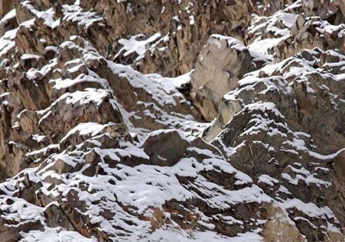 Fotodakı heyvanı kim gördü? - DİQQƏT TESTİ