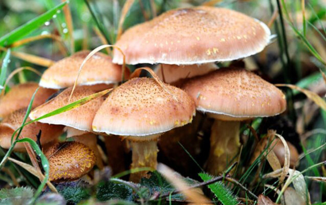 Bu göbələyi yeyənlərin gözünə balaca insanlar görünür