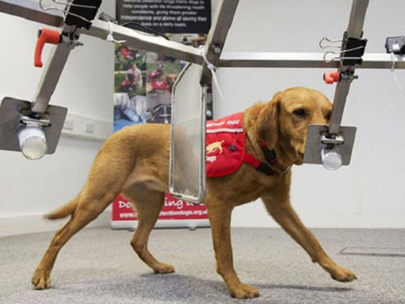 Heyvanlar xəstəliklərin diaqnozlarını qoyur! Çox maraqlı faktlar