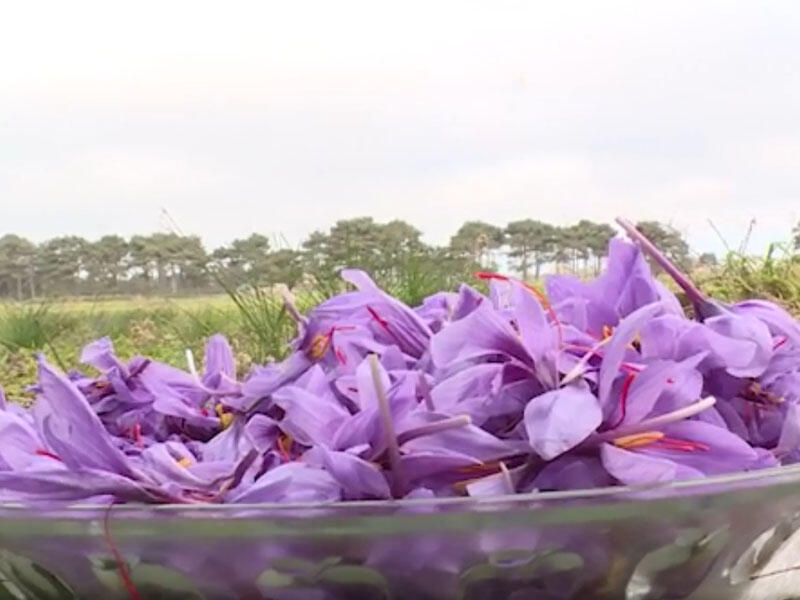 Kiloqramı 10 min dollara satılan ləçək - VİDEO - FOTO