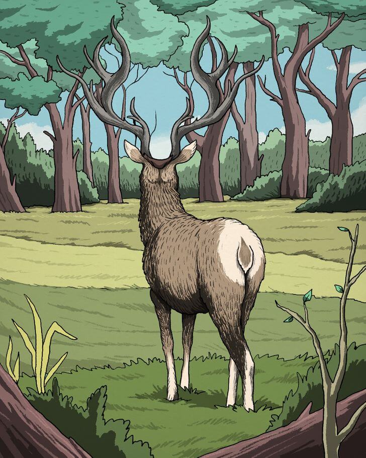 Fotoda gizlənmiş pumanı kim tapar?  —   DİQQƏT TESTİ