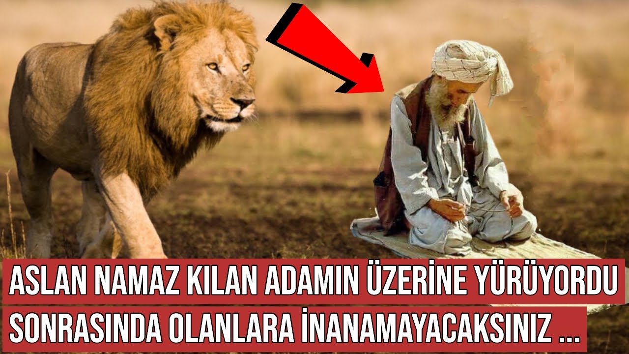 Aslan namaz qılan adama yaxınlaşdı: Görün nə oldu +VİDEO