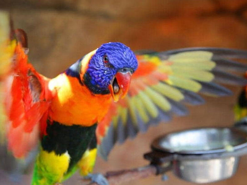 Sərxoş tutuquşular şəhəri istila etdi - FOTO