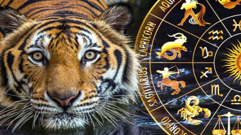 Pələng ilindən nə gözləyək? - PROQNOZ