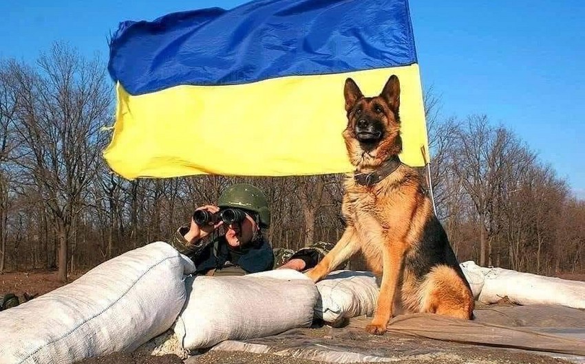 SON DƏQİQƏ! Ukraynadan şad xəbər gəldi: Rus ordusu qaçmalı oldu