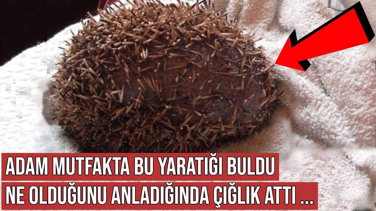 Mətbəxtdən tapdığı bu varlıq görün nə çıxdı  -  VİDEO