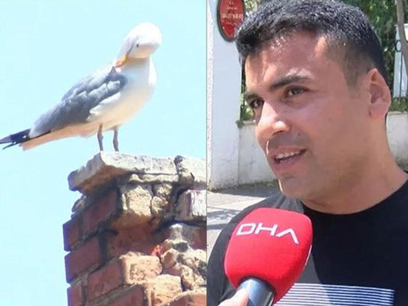 Davada qopan qulağını quş apardı - Kuryoz olay - VİDEO - FOTO