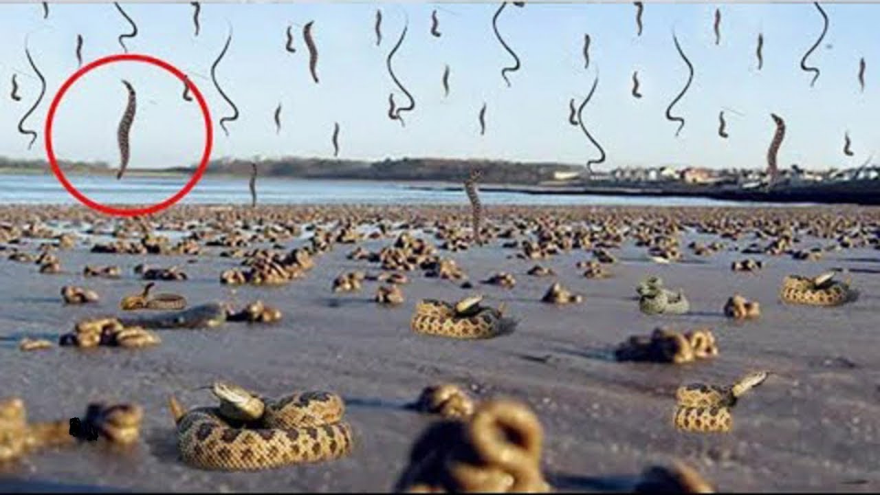 Göydən ilanlar yağdı — Görüntülər sizi şok edəcək