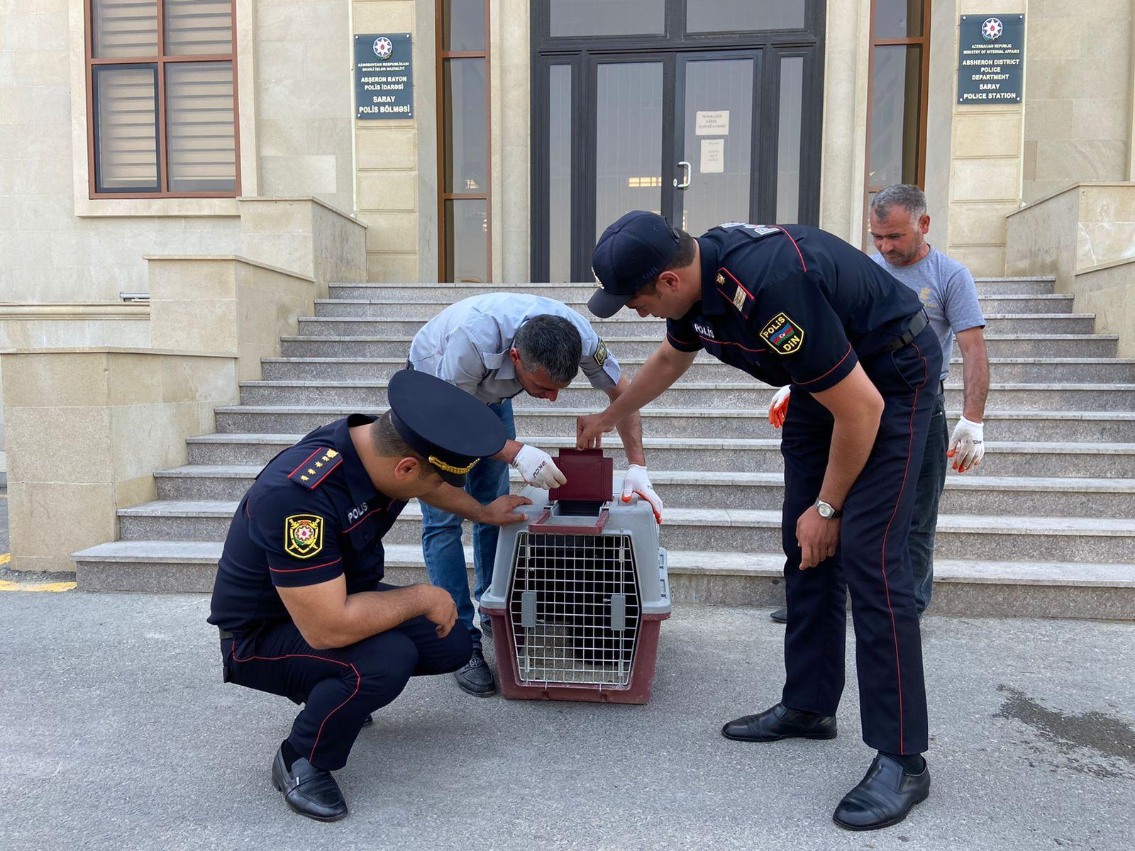Azərbaycanda müğənninin evinə ayı girdi: Polis hərəkətə keçdi