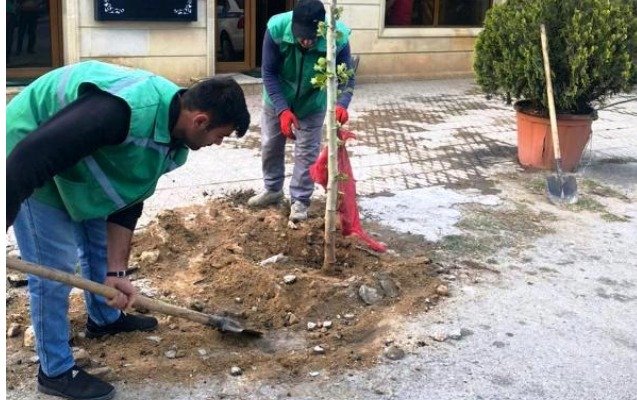 Ticarət obyektlərinin qarşısında ağacları qurutmaq istədilər, qarşısı alındı - Fotolar