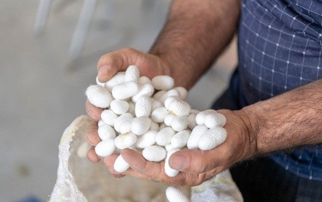 Respublikada barama tədarükü davam edir