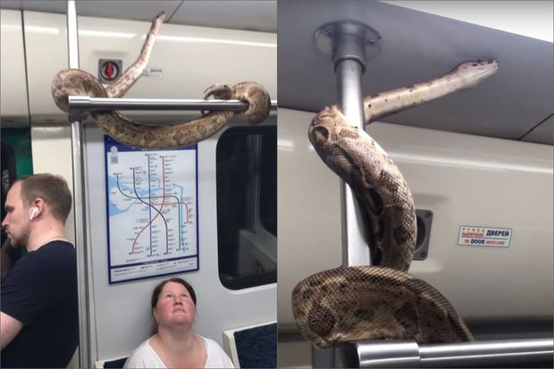 В России змея прокатилась в метро - ВИДЕО