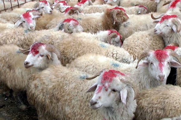 Qurbanlıq heyvanların qiyməti neçədən başlayacaq? - VİDEO