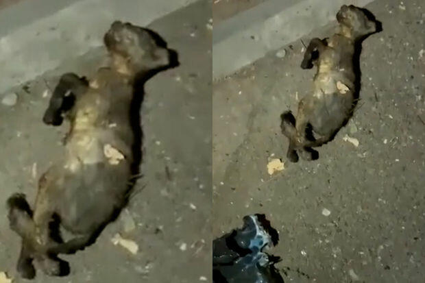 Bakıda uşaq pişiyi yandıraraq öldürdü
