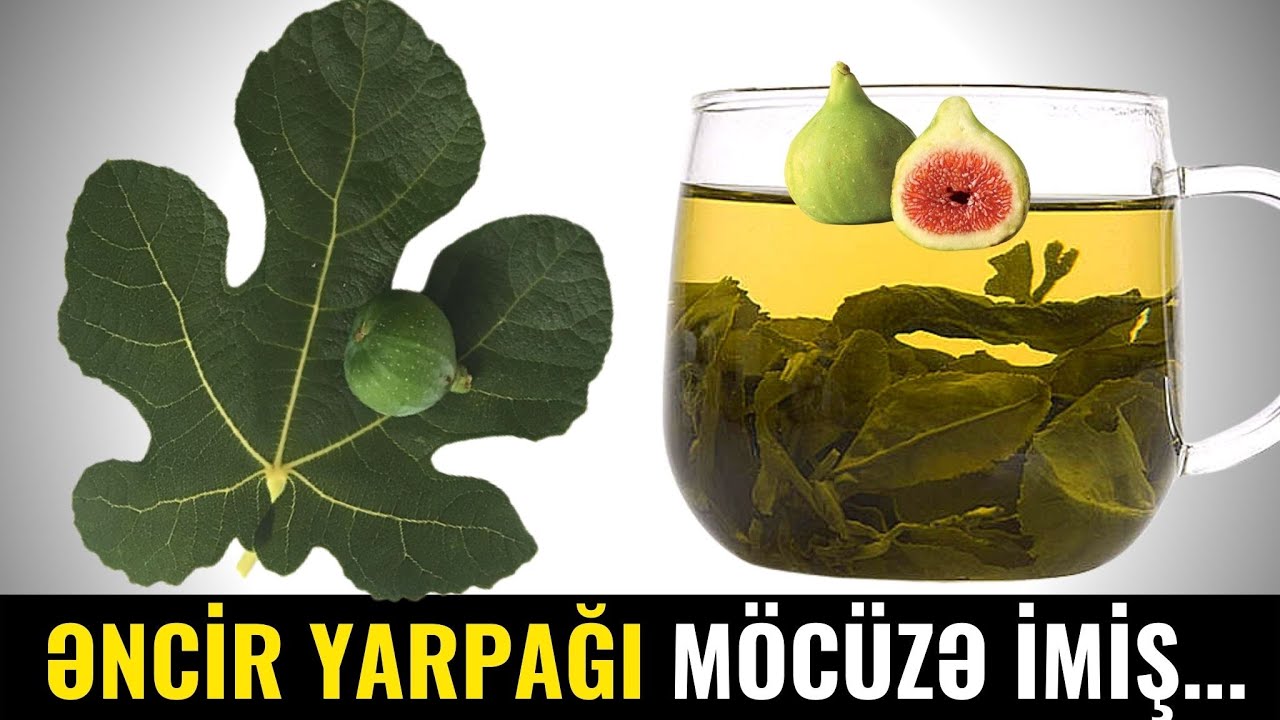 Əncir Yarpağını Qaynadıb İçin - Görün nəyin  DƏRMANI İMİŞ