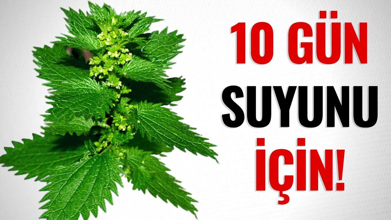 Gicitkanı 10 gün qaynadın için,görün nəyə dərmandır+VİDEO