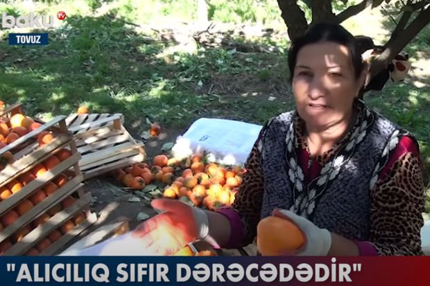 Tonlarla xurmanı sata bilməyən fermerlər çarəsiz durumda - VİDEO