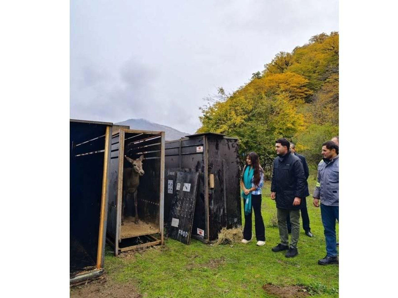 Leyla Əliyevanın iştirakı ilə Şahdağ Milli Parkının İsmayıllı bölməsinə ilk marallar buraxılıb
