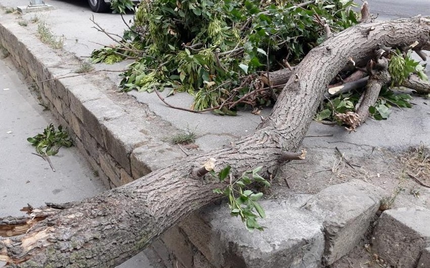 Xaçmaz sakini üzərinə ağac aşması nəticəsində ölüb