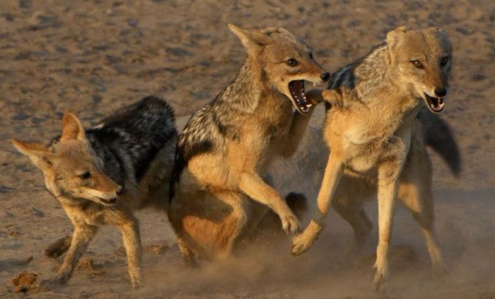 Neftçalada dəhşət: çaqqallar 43 yaşlı kişini parçaladı - FOTO