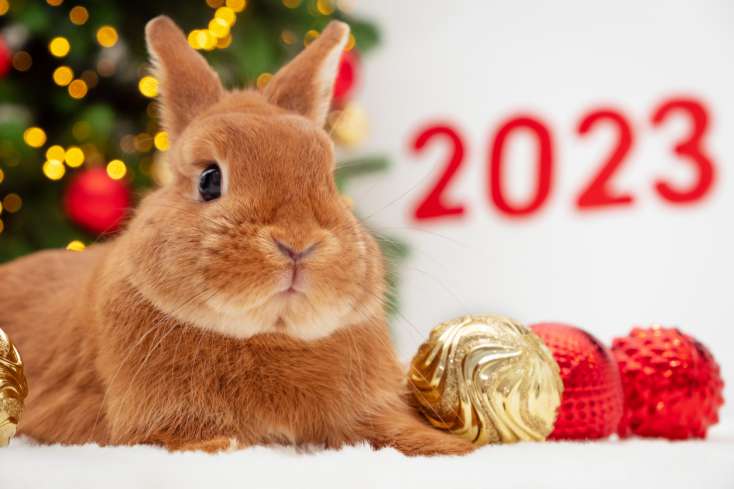 Dovşan ilinin kişi və qadına görə xüsusiyyətləri - 2023