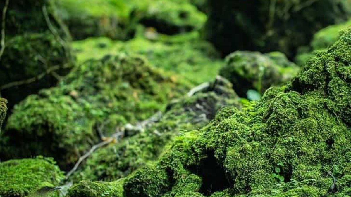 Fotoda gizli quşu kim görür? - DİQQƏT TESTİ
