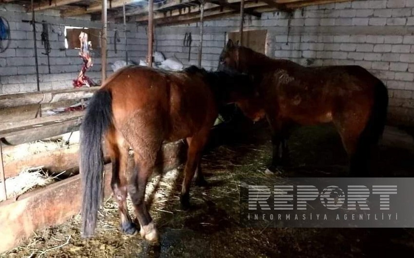 Naxçıvanda yararsız at əti mal əti adı altında restoranlara satılırmış