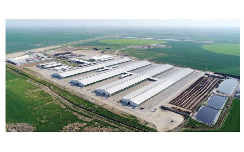 Azərbaycanda yeni ətlik və südlük istiqamətli aqroparklar yaradılır