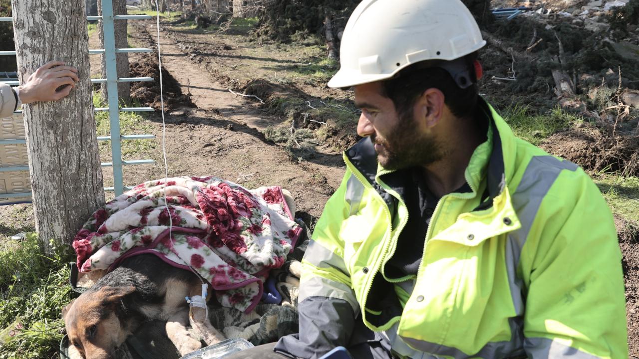 İt 55 saatdan sonra xilas edildi