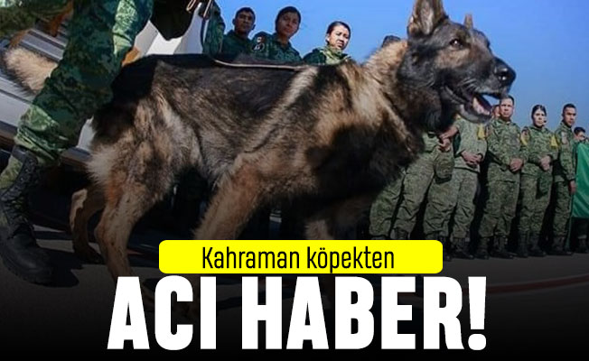 İnsanları xilas edən it dağıntılar altında öldü:Müdafiə Nazirliyi başsağlığı yaydı -FOTO