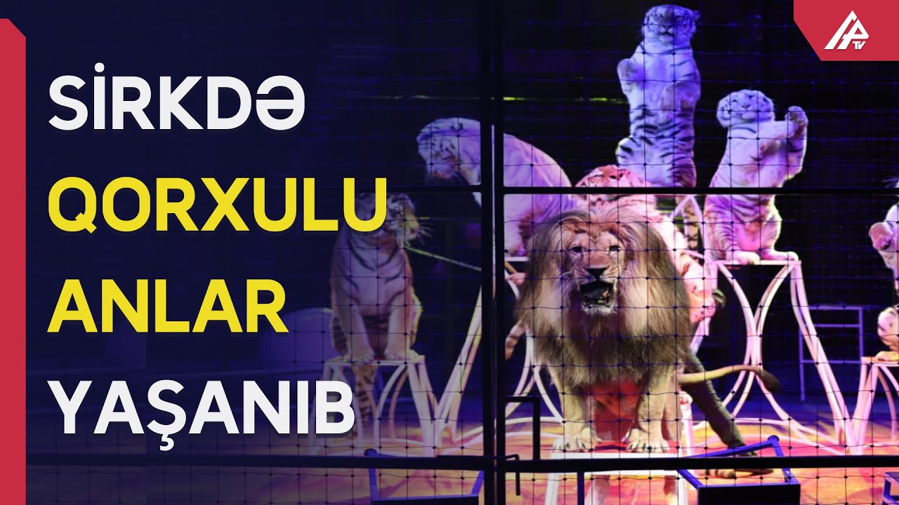 Bakı sirkində qorxulu anlar: Heyvanlar bir-birinə hücum etdi - ANBAAN VİDEO