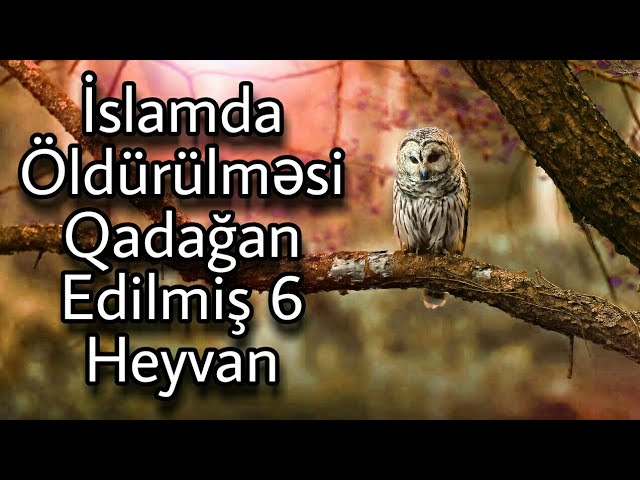 İslamda Öldürülməsi Qadağan Edilmiş 6 Heyvan