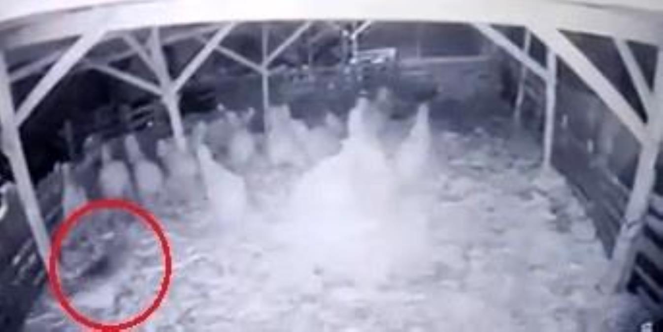 Canavarlar qoyun sürüsünə belə hücum etdi - ANBAAN VİDEO