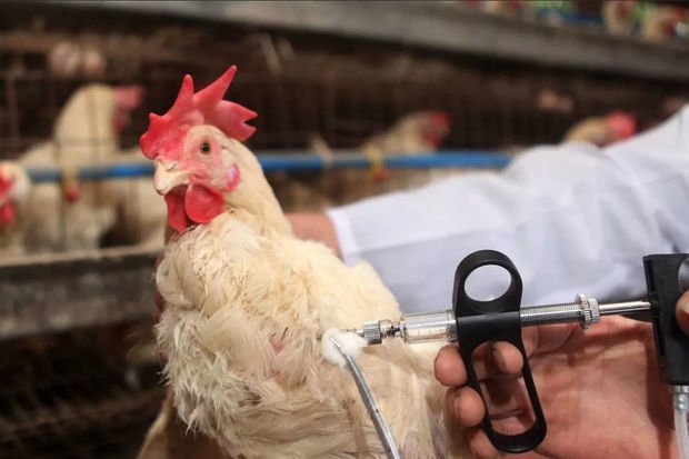 Azərbaycanda quş qripi ilə bağlı vəziyyət AÇIQLANDI
