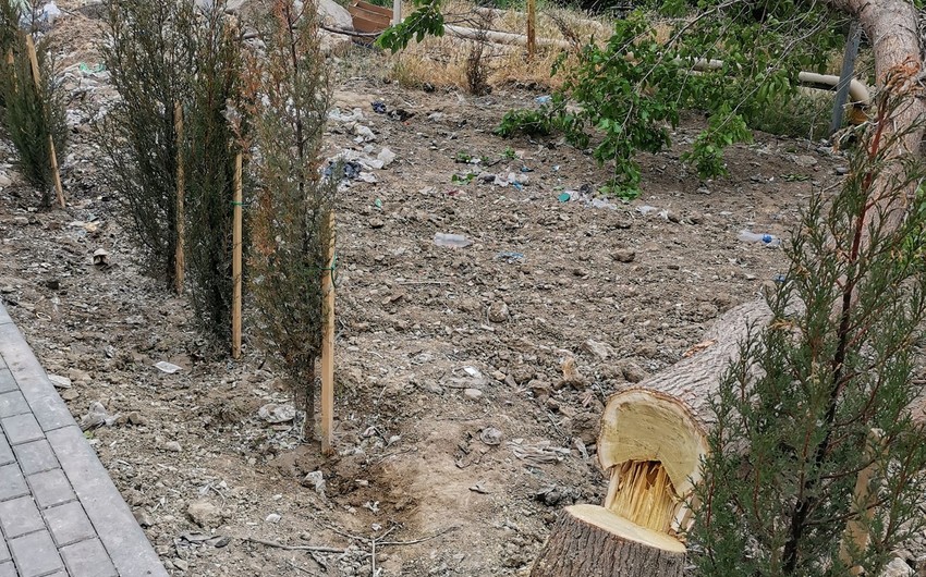 Bakıda ağaclar qanunsuz kəsilib, araşdırma aparılır