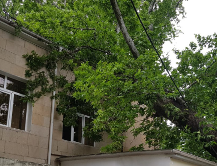 Göyçayda məhkəmə binasının üzərinə ağac aşdı - FOTO