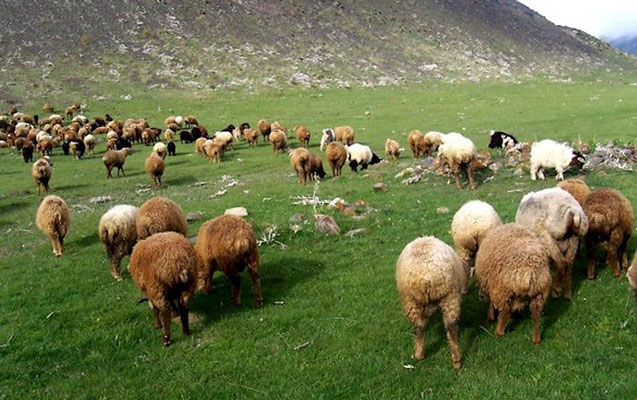 Quduz qoyunları kəsib qonaqlıq verdi - Azərbaycanda  dəhşət