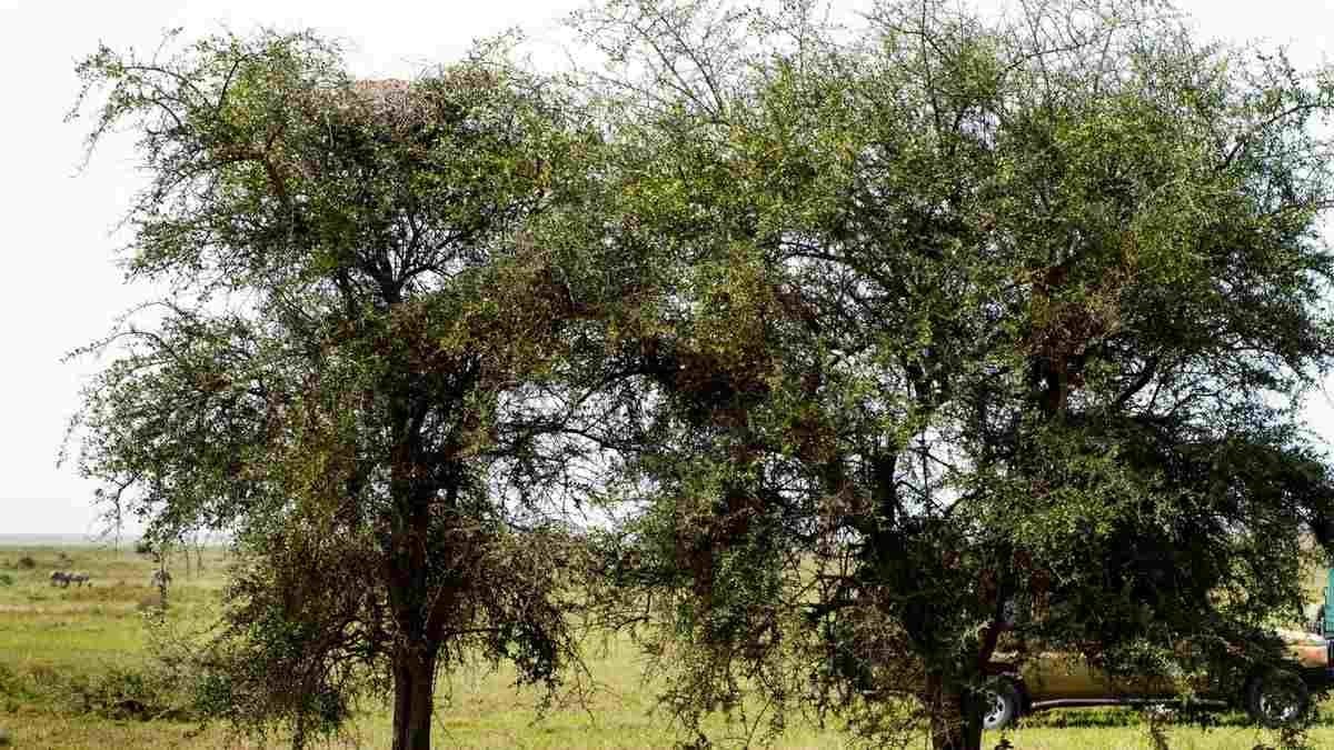 90 faiz adam bu testi həll edə bilmir: Fotoda bəbir haradadır? — DİQQƏT TESTİ