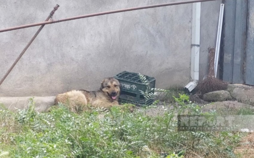 Azərbaycanda tükürpədici hadisə: İt azyaşlı qızlara hücum etdi,ölən var
