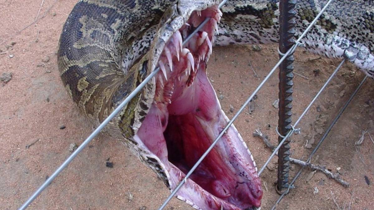 İlanın qarnından görün nə çıxdı  —  ŞOK