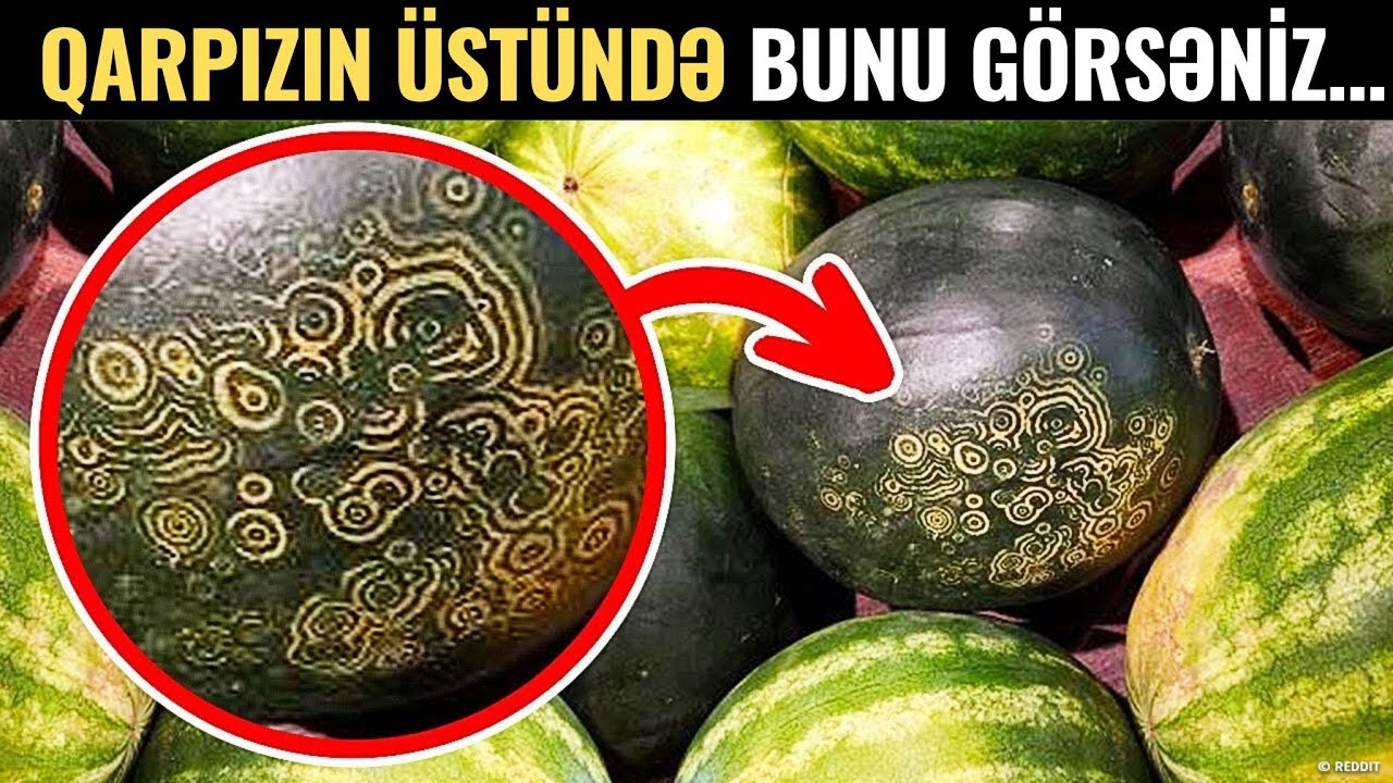 Qarpızda bunu görürsüzsə, Başqasını Alın! —  VİDEO