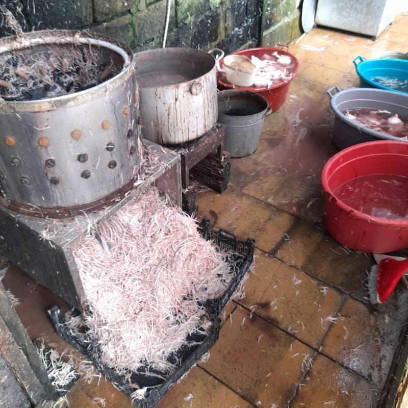 Sanitariya-gigiyena normalarının pozulduğu quş kəsimi müəssisəsi aşkarlandı - FOTO