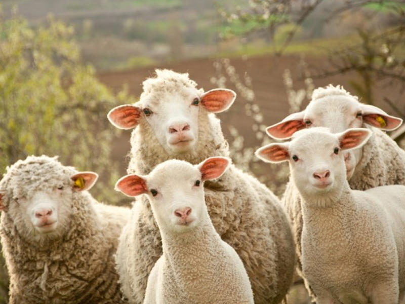 İslam təqviminə əsasən, qarşıdan Qurban bayramı gəlir.