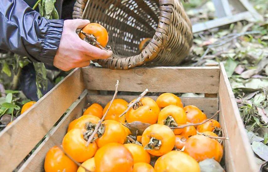 \\\"Ətirli qızıl\\\"dan yüz milyonlarla gəlir əldə edə bilərik